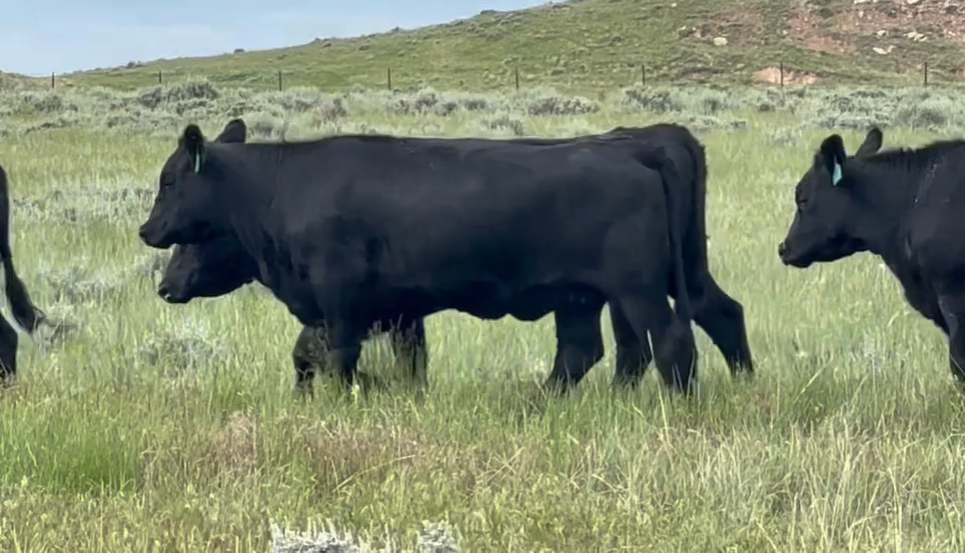 250 Bred heifers - BH701C5